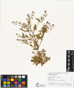 Rorippa palustris (L.) Besser