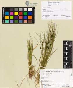 Juncus trifidus L.