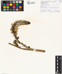 Asphodelus albus Miller