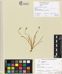 Lloydia serotina (L.) Reich.