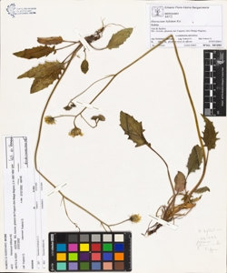Hieracium bifidum Kit.