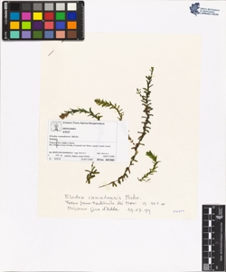 Elodea canadens¿s Michx.
