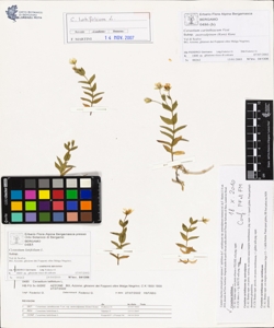 Cerastium latifolium L.