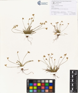 Carex ornithopoda Willd subsp. elongata (Ley.) Vierh.