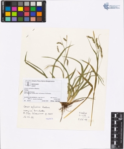 Carex sylvatica Hudson