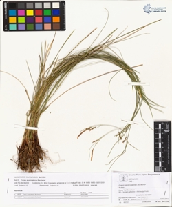 Carex austroalpina Becherer