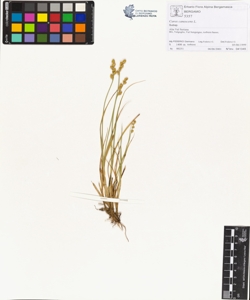 Carex canescens L.