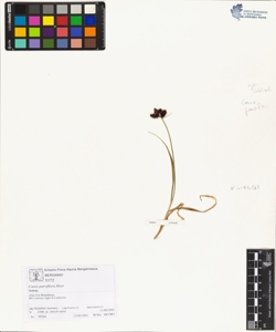 Carex parviflora Host