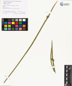 Schoenoplectus mucronatus (L.) Palla