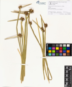 Schoenoplectus mucronatus (L.) Palla