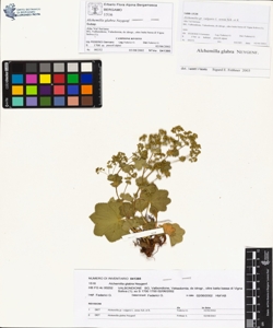 Alchemilla glabra Neygenf.