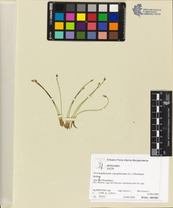 Trichophorum caespitosum (L.) Hartman