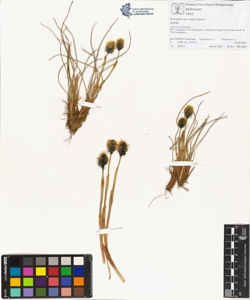 Eriophorum vaginatum L.