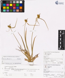 Carex flava L.