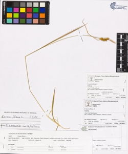 Carex flava L.