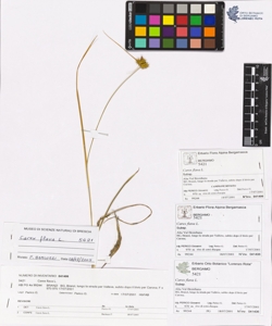 Carex flava L.