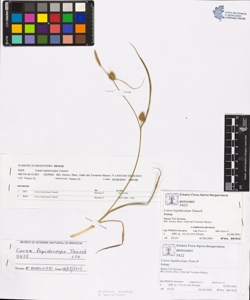 Carex lepidocarpa Tausch