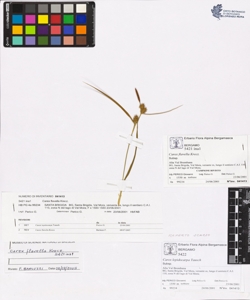 Carex flavella Krecz.