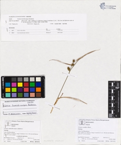 Carex tumidicarpa Anderss.