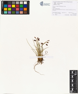 Carex irrigua (Wahlenb.) Sm.
