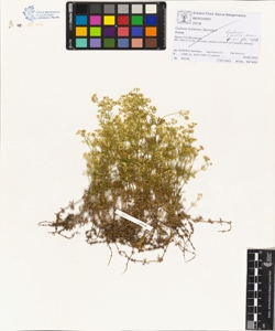 Galium montis-arerae Merxm. et Ehrend.