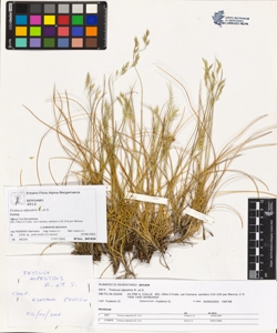 Festuca alpestris R. et S.
