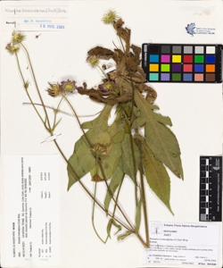 Knautia transalpina (Crist) Briq.
