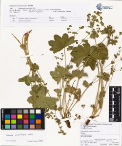 Alchemilla monticola Opiz