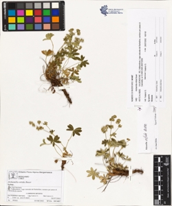 Alchemilla nitida Buser