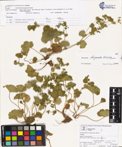 Alchemilla strigosula Buser
