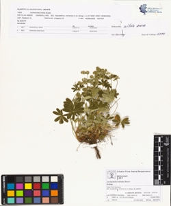 Alchemilla nitida Buser