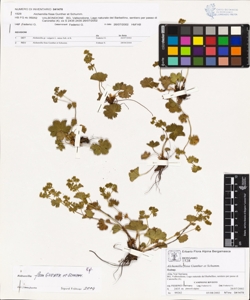 Alchemilla fissa Gunther et Schumm.