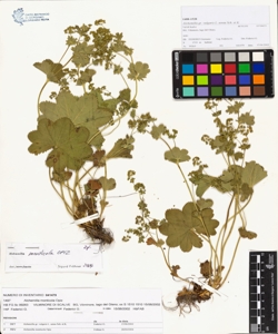 Alchemilla monticola Opiz