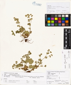 Alchemilla strigosula Buser