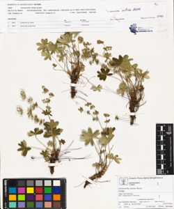 Alchemilla nitida Buser