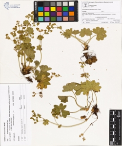 Alchemilla monticola Opiz