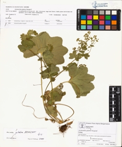 Alchemilla glabra Neygenf.