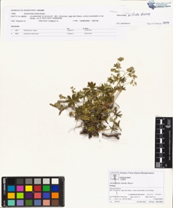 Alchemilla nitida Buser