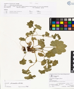 Alchemilla decumbens Buser