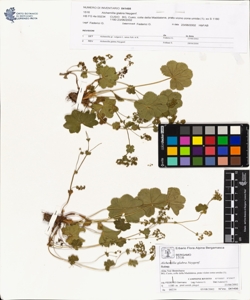 Alchemilla glabra Neygenf.