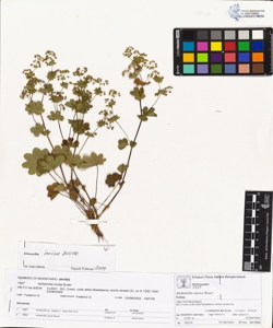 Alchemilla incisa Buser