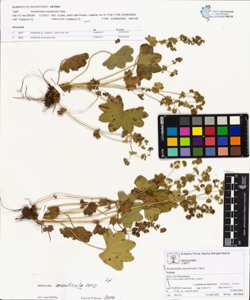 Alchemilla monticola Opiz