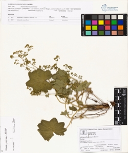 Alchemilla micans Buser