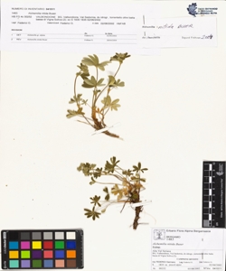 Alchemilla nitida Buser
