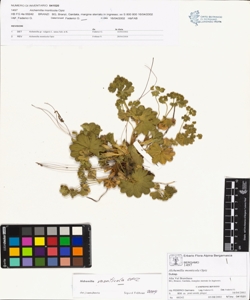 Alchemilla monticola Opiz