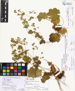 Alchemilla gracillima Rothmaler