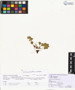 Alchemilla gracillima Rothmaler