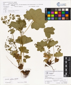 Alchemilla obtusa Buser