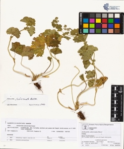 Alchemilla subcrenata Buser