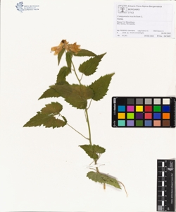 Campanula trachelium L.